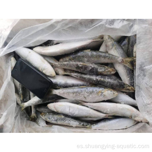 Exportación de sardinas de pescado de exportación congelada Precio de materia prima